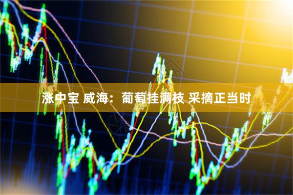 涨中宝 威海：葡萄挂满枝 采摘正当时